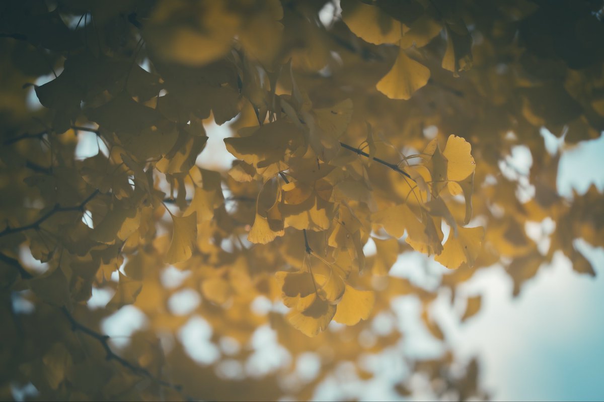 SHIN0213's tweet photo. 秋色🍁🍂
#紅葉 #Autumn #カメラマンさんと繋がりたい https://t.co/ocGGhlZMsR