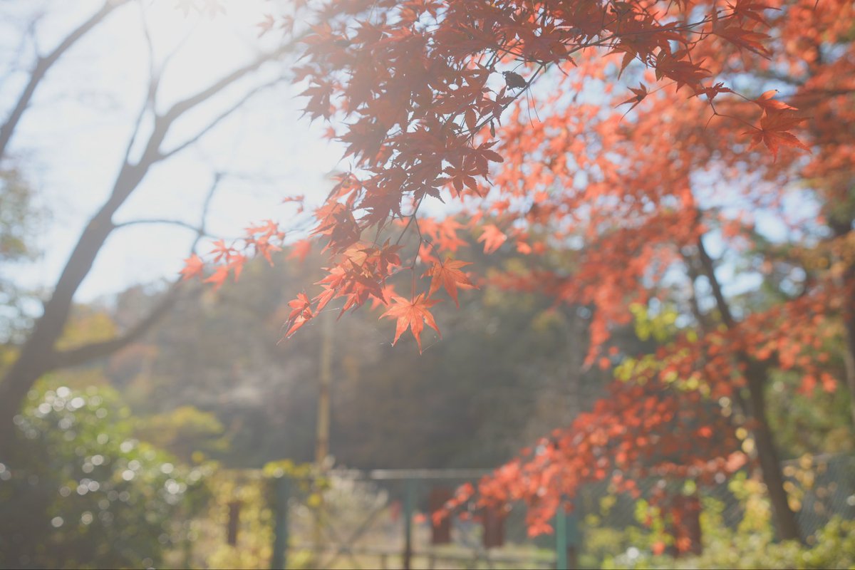 SHIN0213's tweet photo. 秋色🍁🍂
#紅葉 #Autumn #カメラマンさんと繋がりたい https://t.co/ocGGhlZMsR