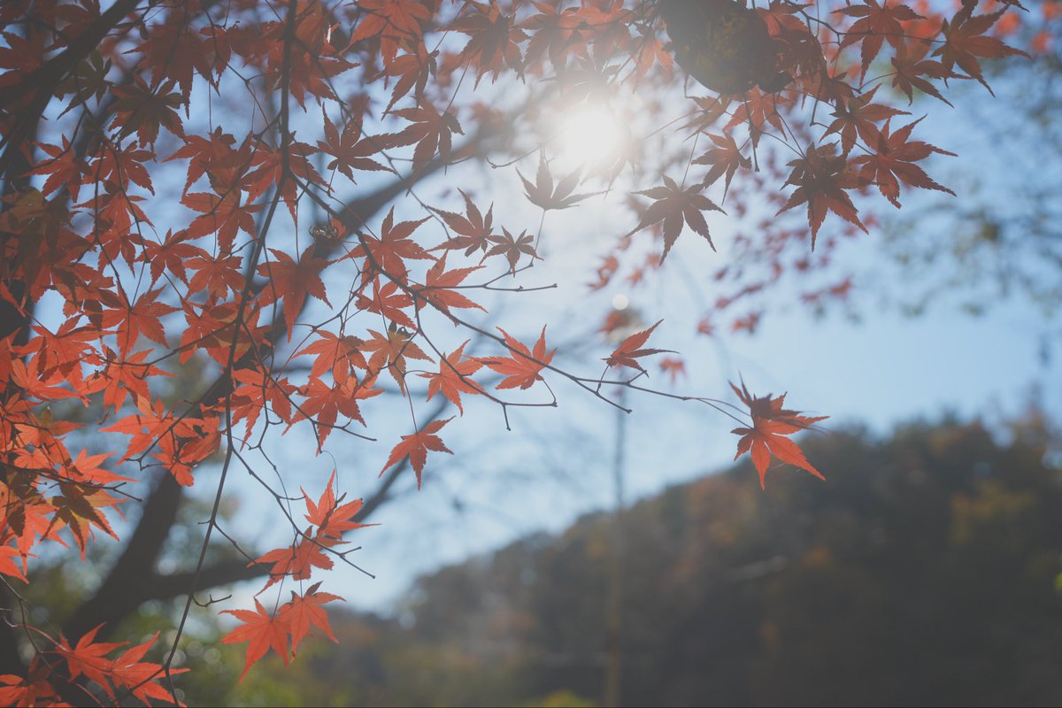 SHIN0213's tweet photo. 秋色🍁🍂
#紅葉 #Autumn #カメラマンさんと繋がりたい https://t.co/ocGGhlZMsR