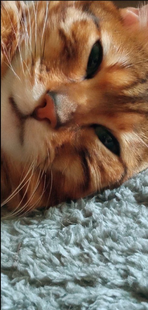 Archiefriends's tweet photo. On Sundays, cats just have to sleep a lotโฆ someone has to keep the cozy, lazy vibes in the house! While humans rush around, the cat is busy testing the couch, approving the pillow, and guarding the peace with a mighty purr ๐ธ๐ค #Cat #Cats #CatsLover
#animalscat #animals #mood https://t.co/xF89vi30cW
