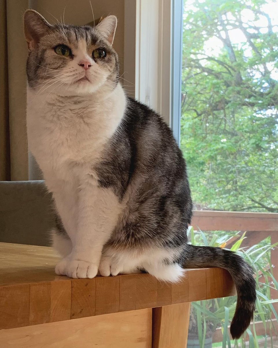 Minecraft Wiki FR tweet media