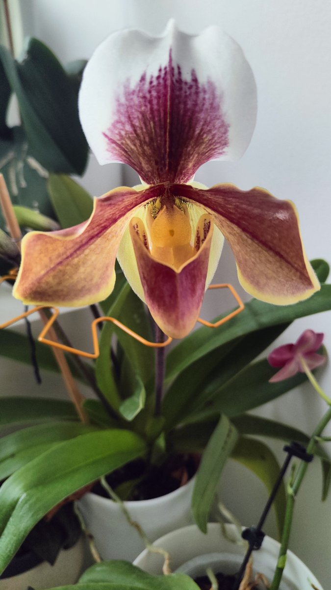 В этом году пафиопедилум выдал аж 3 бутона. Первый