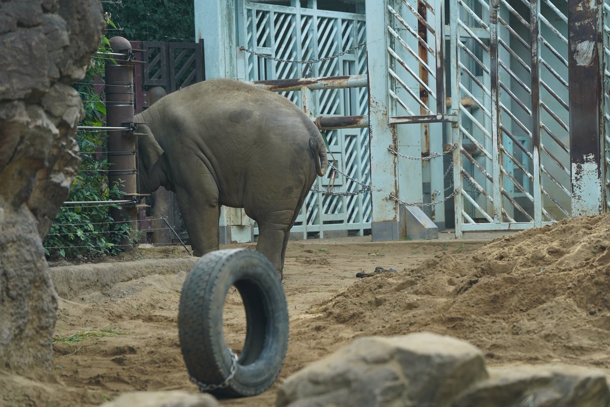 アルン坊っちゃん
タイヤ🛞君に乗っている🐘😁
そう見える🐘😁

2025.11.16  #アルン　#アジアゾウ
#ゾウのすむ森　#上野動物園