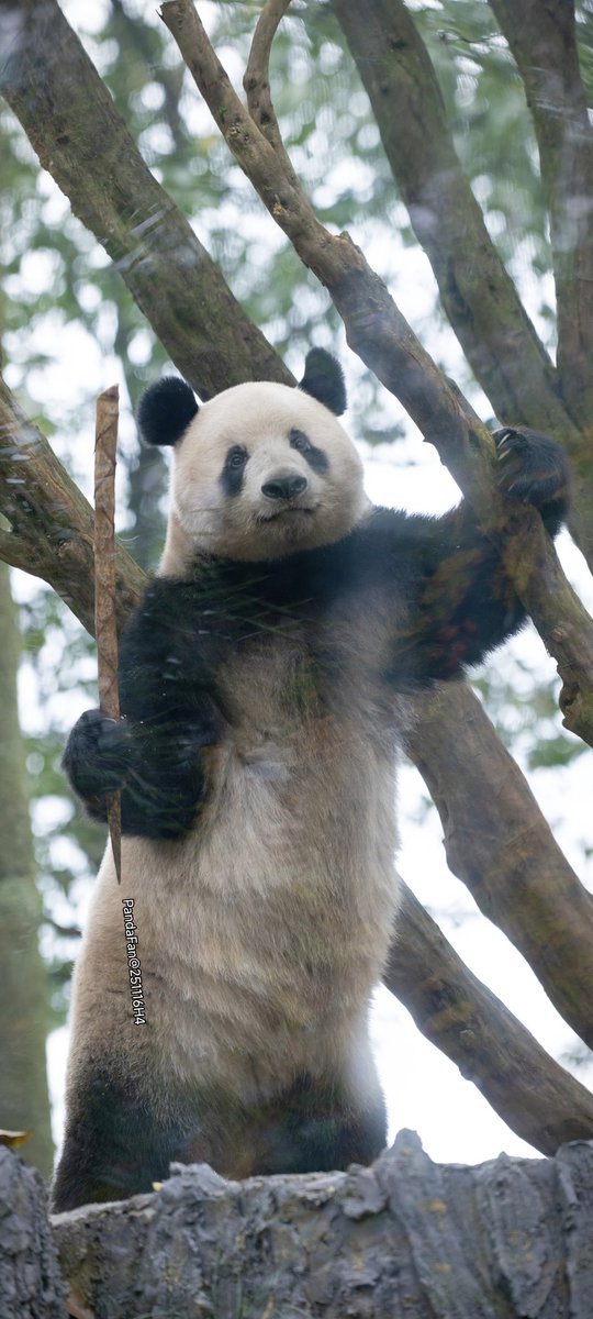 Today's香香
竹の山  登ってみれば  何見るの？‌
Good Night to you from XiangXiang today😍
📷20251116PandaFan@Bifengxia