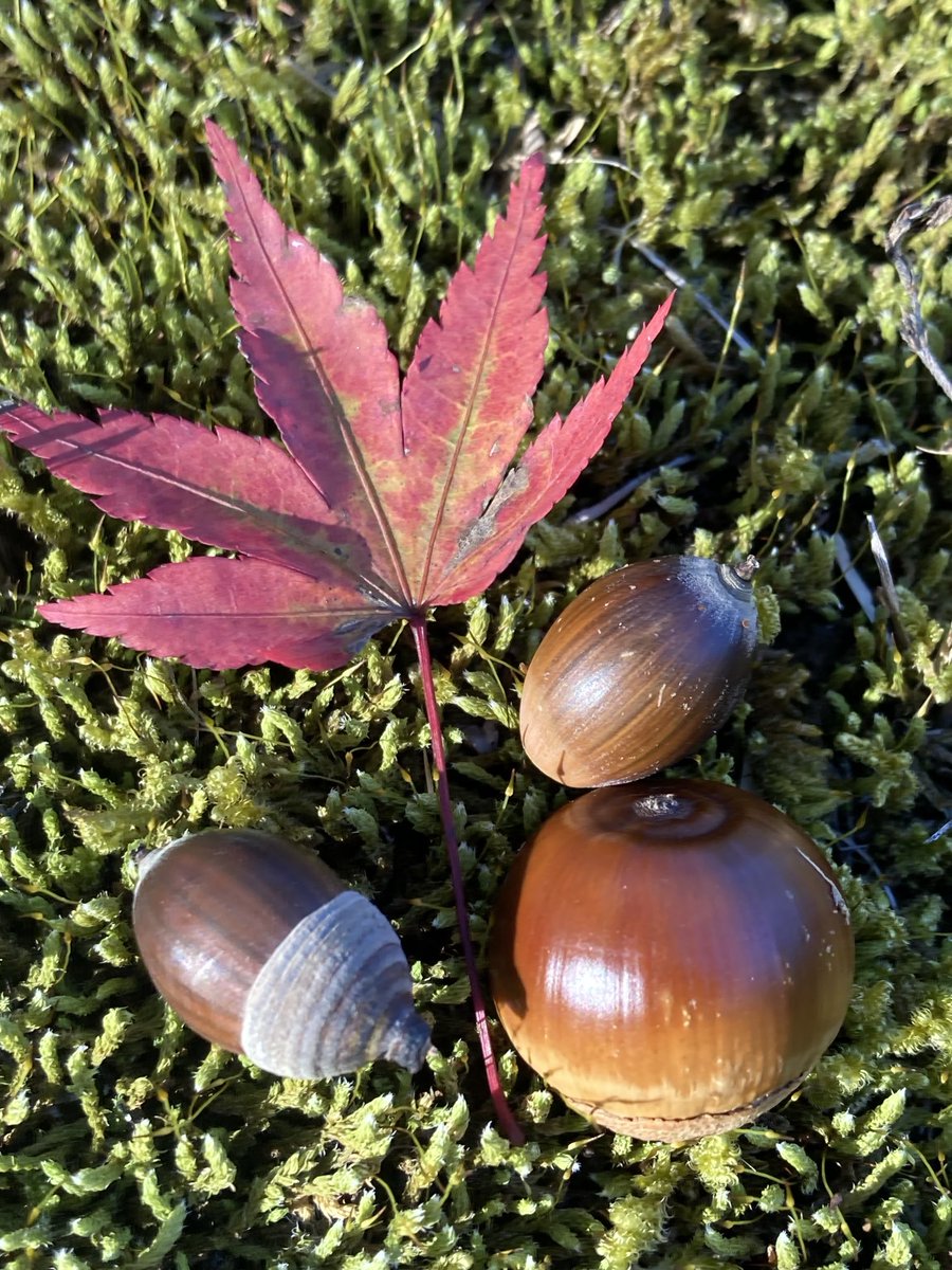 紅葉狩り🍁
何とか間に合いました😊