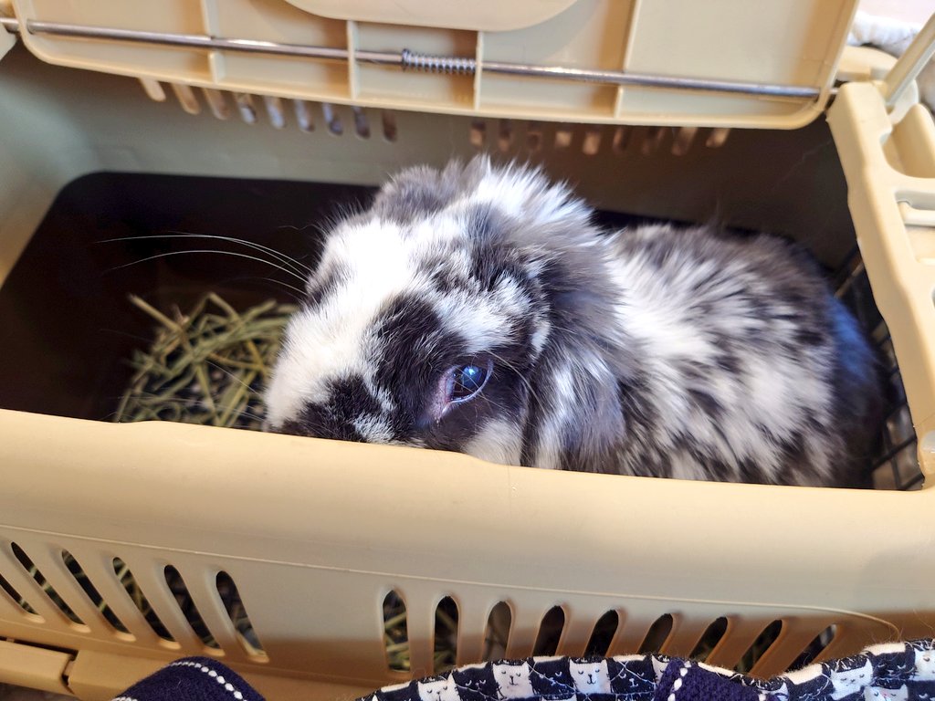 sr_oreo_rabbit1's tweet image. 1年ぶりのうさドックへ🐇

うさぎ専門の獣医さんのところで血液検査、レントゲン、触診など人間ドック顔負けのメニューを受け…異常なし😊

オレオが健康で長生きしてくれることが私達夫婦の願いです。