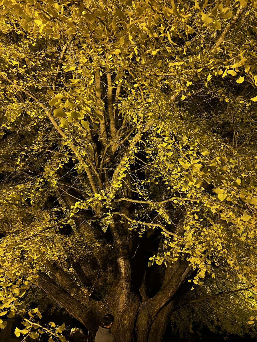 イチョウを見に行くなどした

カップルだらけで崩壊