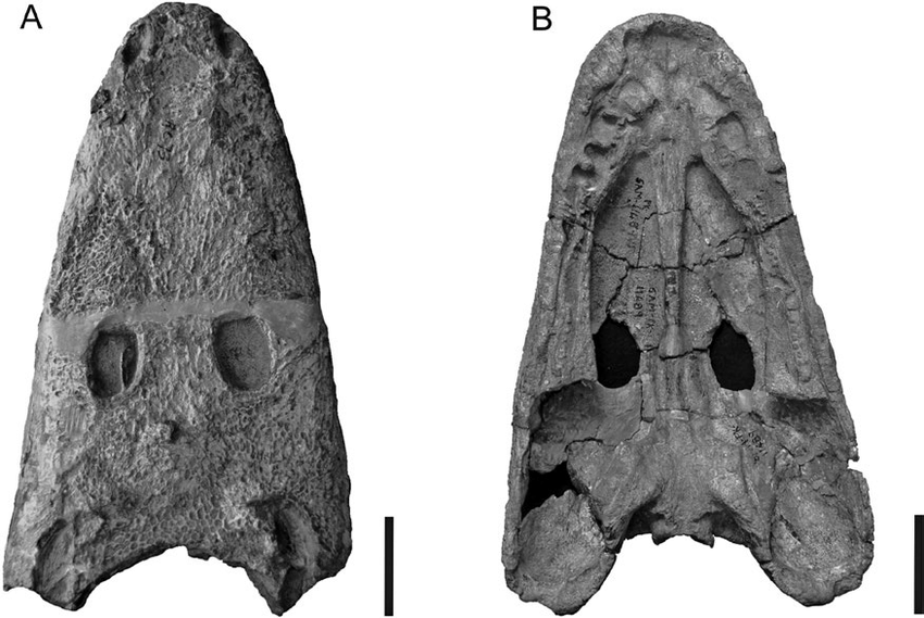 BVisigodo's tweet image. #temnovember2025 day 16: Rhinesuchoides
And now for the sixteen day of #temnovember, we have reach derived goup of #temnospondyls know as #stereospondyli, starting with the most basal group, the #rhinesuchid, and particularly with #Rhinesuchoides, from the #permian of Africa
