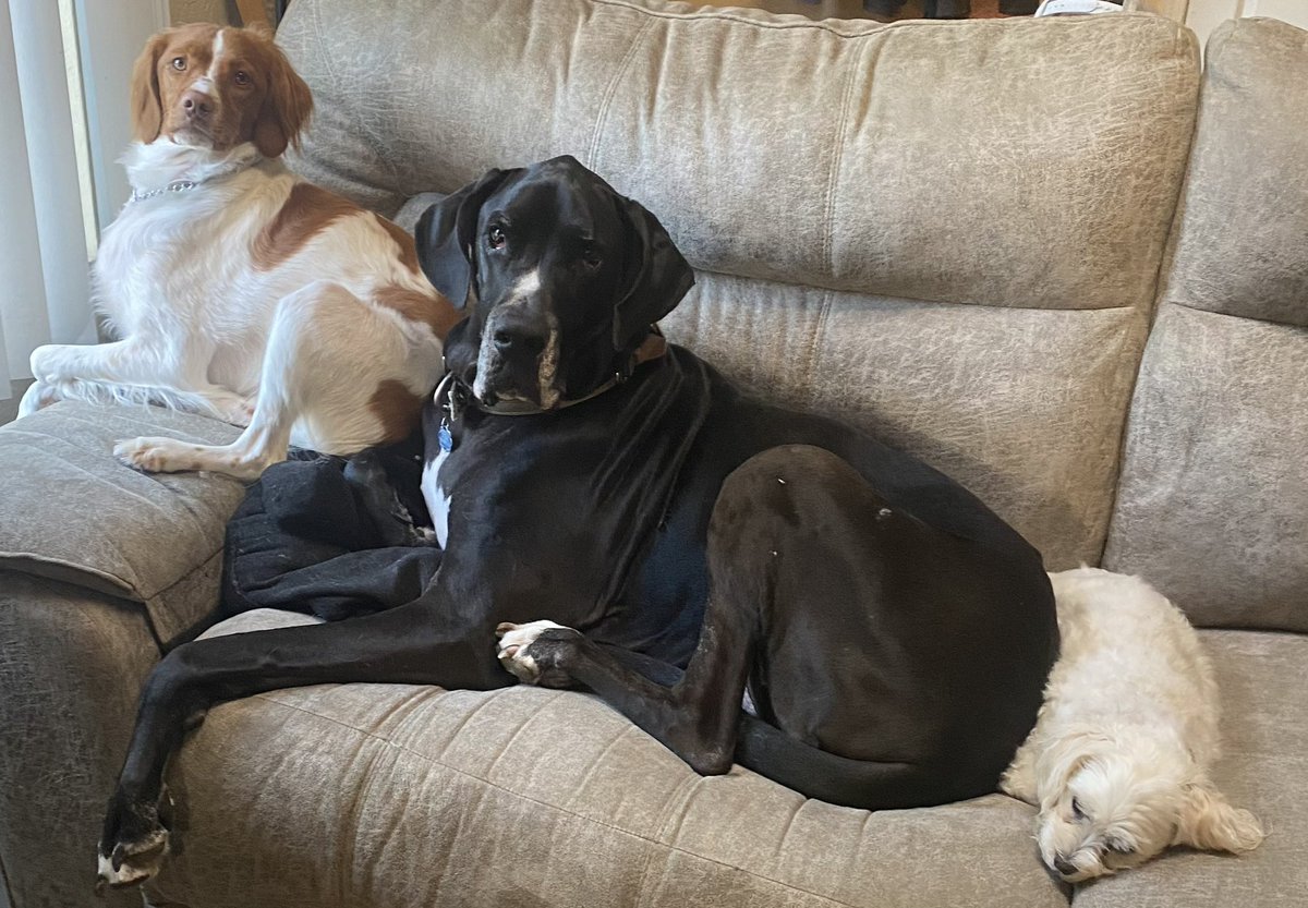 LydiaMyers688's tweet photo. @catturd2 My Great Dane passed due to cancer, so we have 2 dogs now. https://t.co/9qF7zusSsf