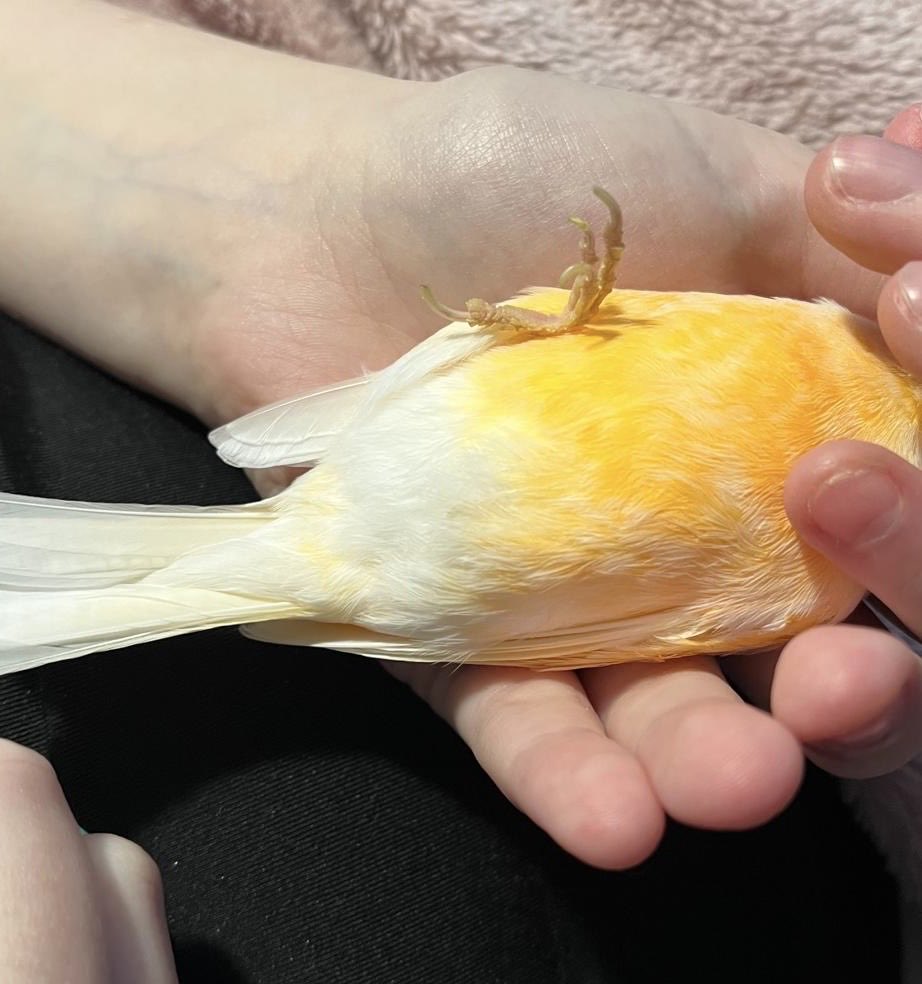 💗Strawb💗 tweet media