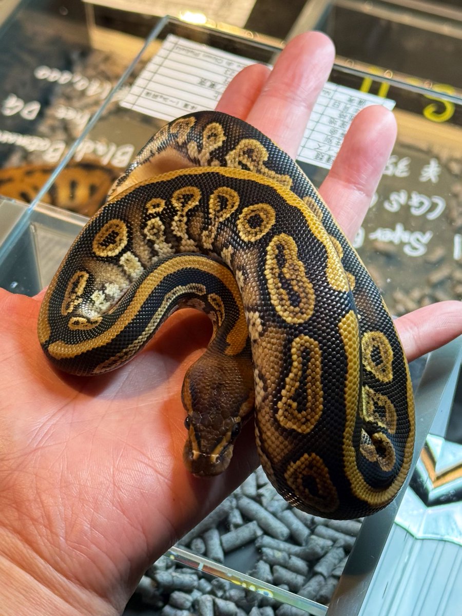 asahi_royals's tweet image. 1.0 Mahogany Sable RS dhet Clown Pied

【SOLD】

#ONE2025 
#αRsCB 
#Ballpython 
#ボールパイソン