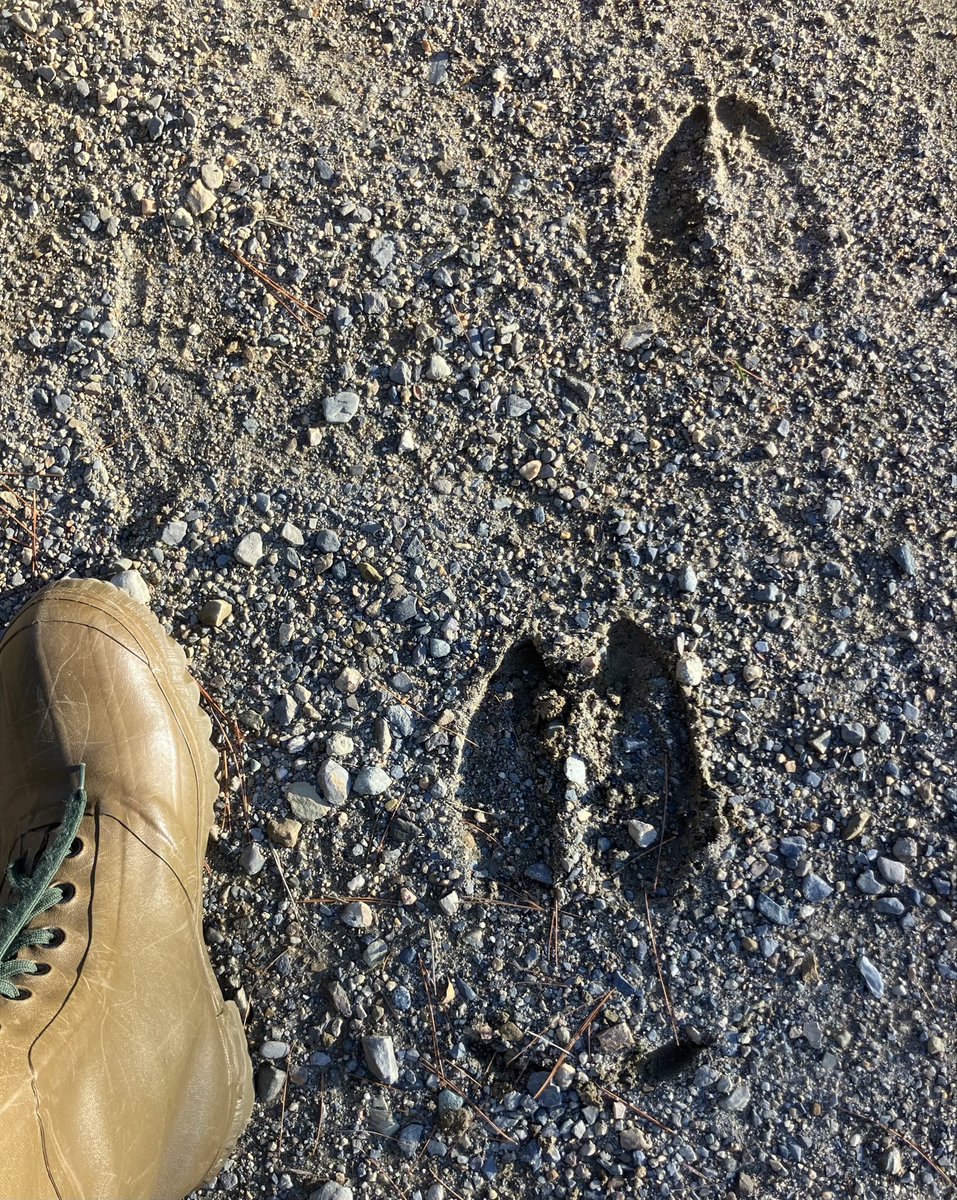 chainsawedart's tweet image. Long day in the woods yesterday, I jumped the buck im after and tracked him for a few miles but never caught up. Called in a beautiful coyote but let him live. Saw a snowshoe hare, still brown but starting to get his white fur. plus check out these bullwinkle tracks! #mainewoods