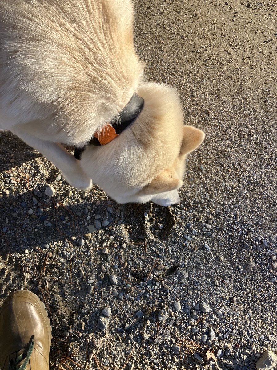 chainsawedart's tweet image. Long day in the woods yesterday, I jumped the buck im after and tracked him for a few miles but never caught up. Called in a beautiful coyote but let him live. Saw a snowshoe hare, still brown but starting to get his white fur. plus check out these bullwinkle tracks! #mainewoods