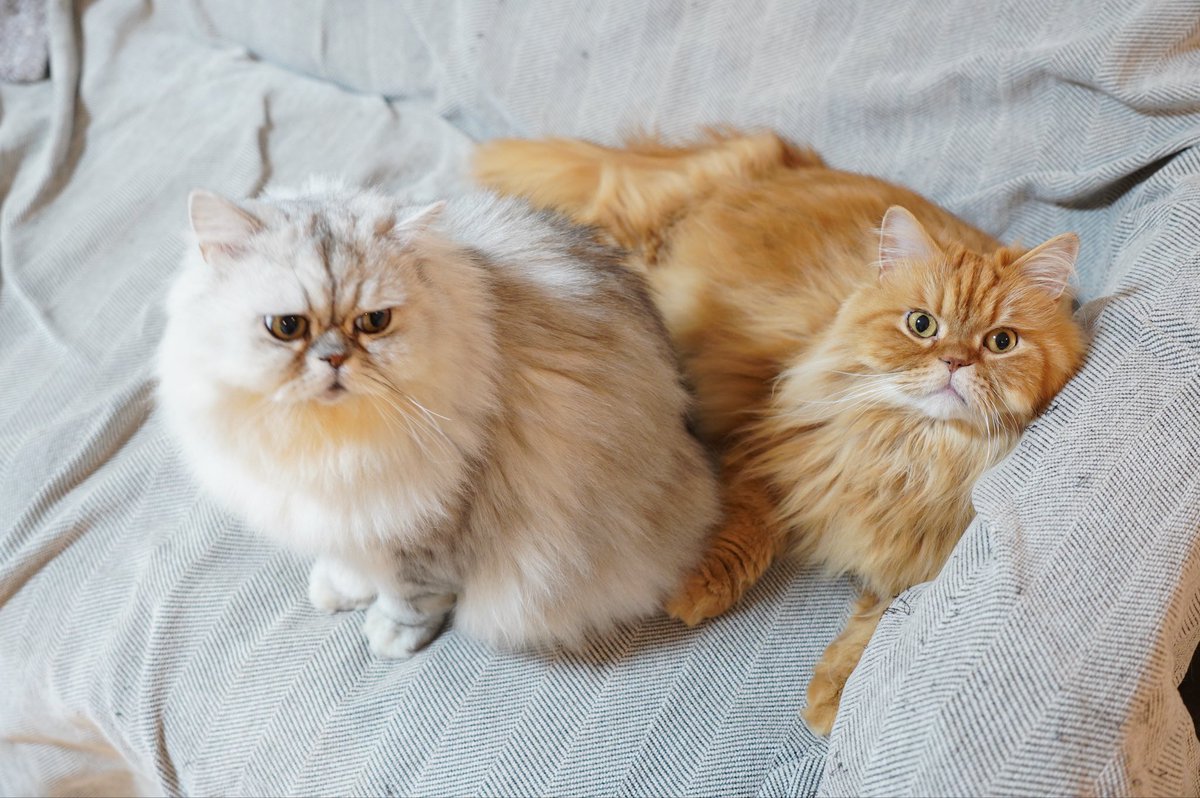 やすこ (@connacoto) / Posts / X