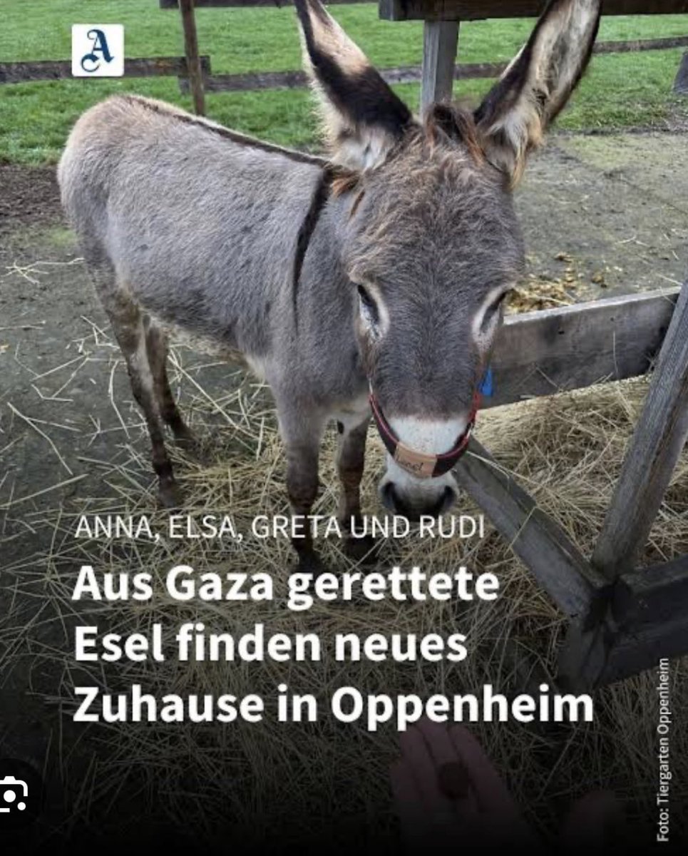 Einen Esel retten und gleichzeitig Waffen liefern, um die Menschen dort zu ermorden !
Wenn es eine Weltmeisterschaft für Psychopathen gäbe, wären wir Weltmeister.
