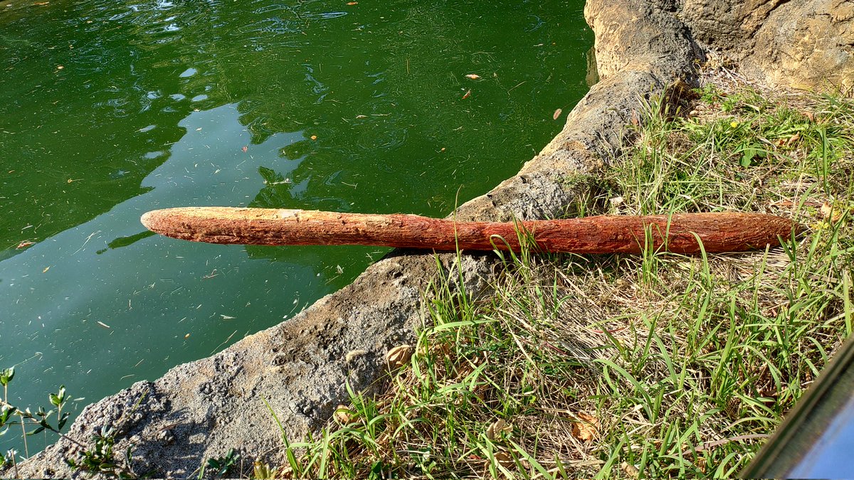 こうなると戻せませんので
こっそりとっぷんしときました
#のんほいパーク