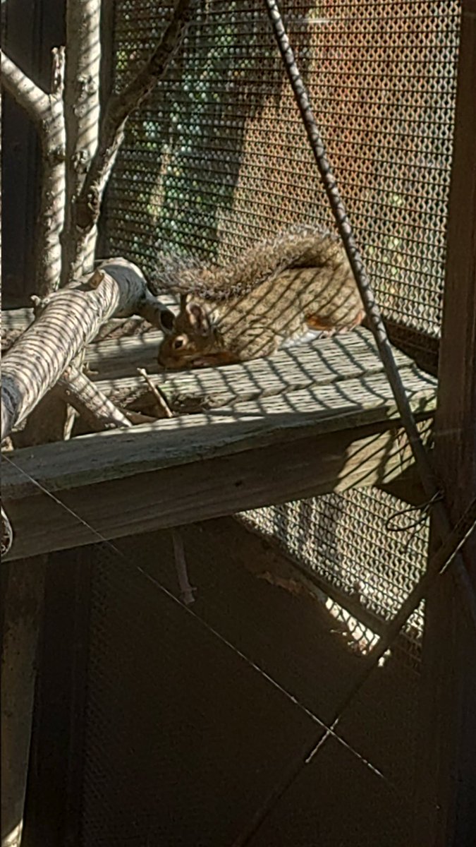 ゆったり日向ぼっこいくよさん
#のんほいパーク