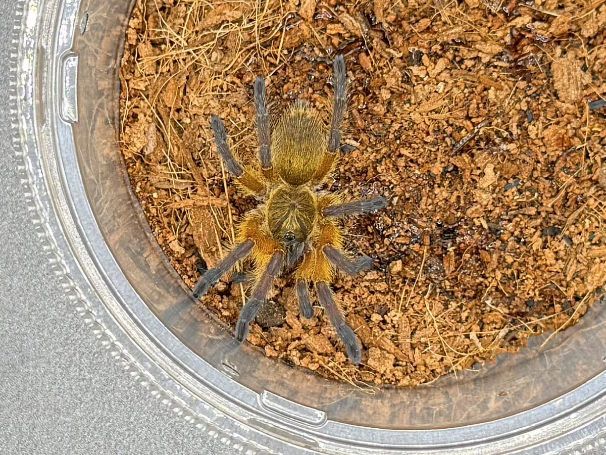 BrightEyes_2022's tweet image. ぶりくら持参生体
タランチュラ
ゴールデンブルーレッグバブーン
Harpactira pulchripes
タランチュラのブリード初成功の個体たちです。レッグスパンが3.5-4cmほどあります。相当タフに仕上がってます！
当日はこの子達の母親、ある程度育った別血統の子も参考個体として連れていきます。
#burikura