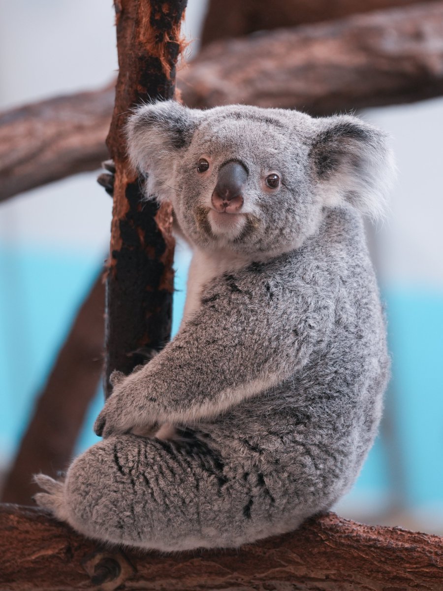 satoko_hr's tweet image. かわいいねぇ🐨
#多摩動物公園 #コアラ #あずま