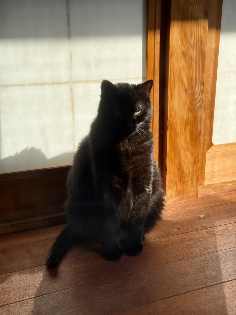 うちのこ、陰影でかっこよく見える…！？