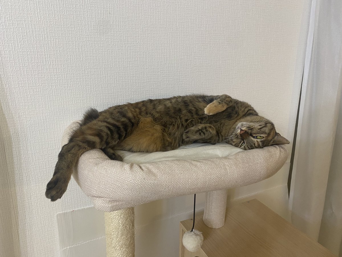 minene_go's tweet image. 今日はお外に出たからだいぶお疲れみたい