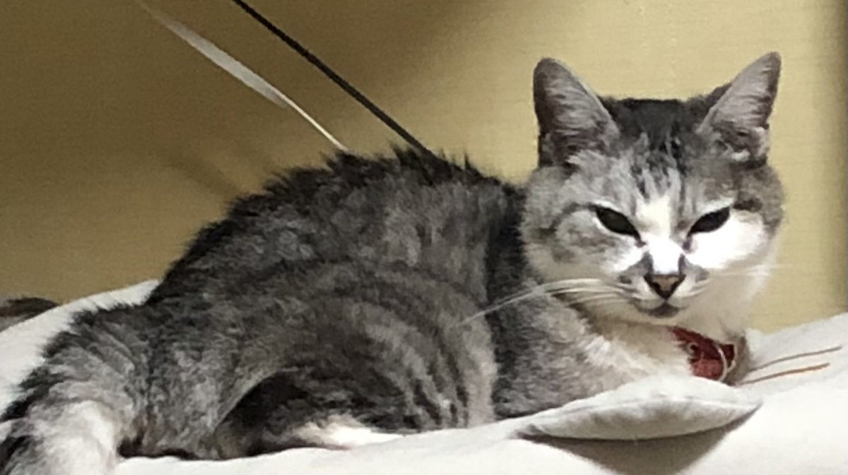 アチャ (@acha_acha04) / Posts / X