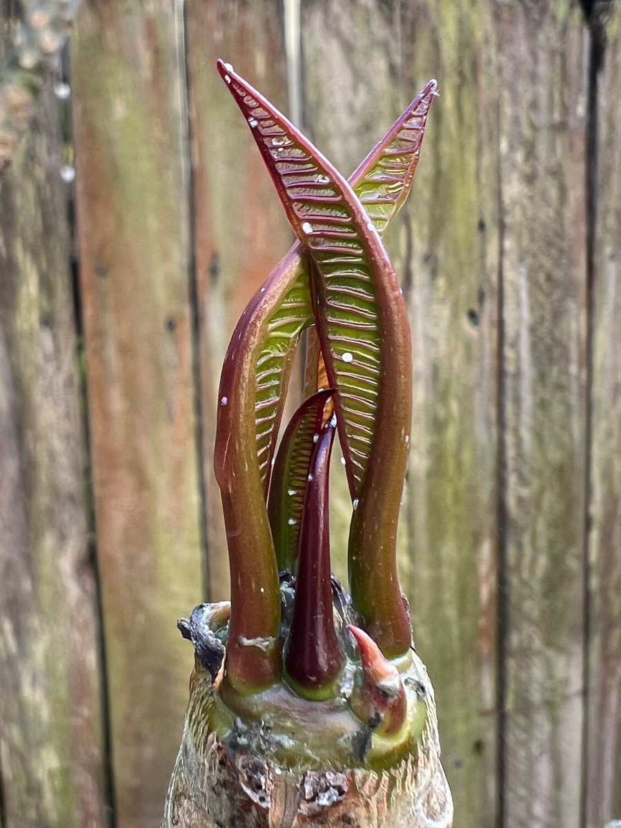 Rob_McKay's tweet image. Triffids.

#Springhassprung
#Spring
#Springtime
#Sydney