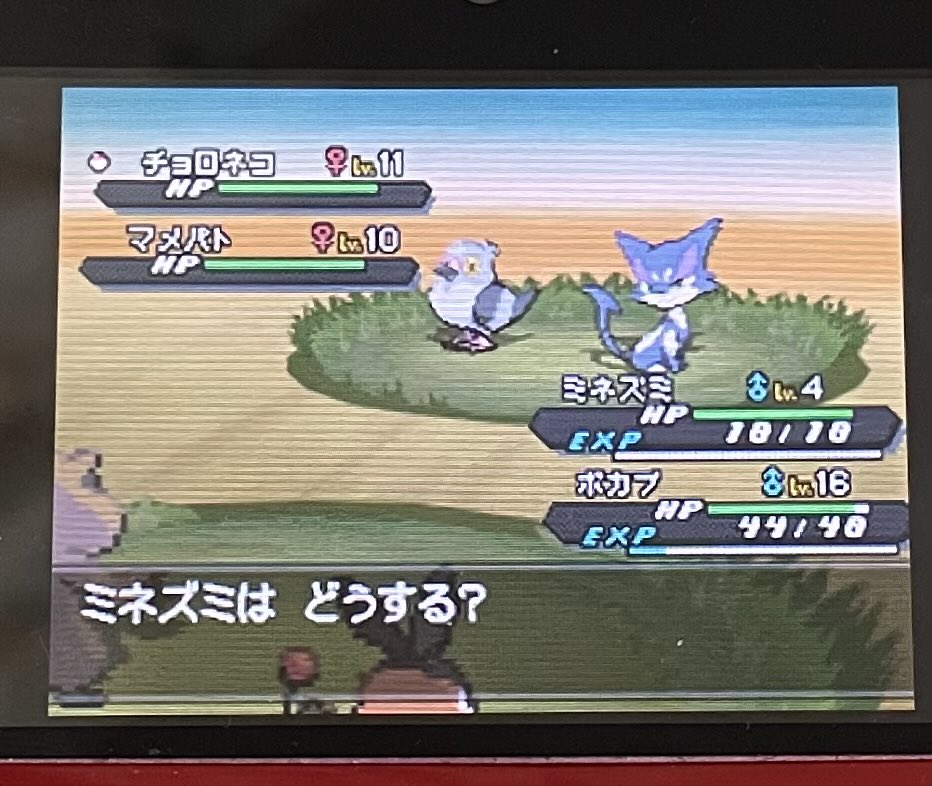 shouza238's tweet photo. BW2最初の色違いはチョロネコ
半分弱らせたけど全然捕まらなかった https://t.co/yObKFxmbT1