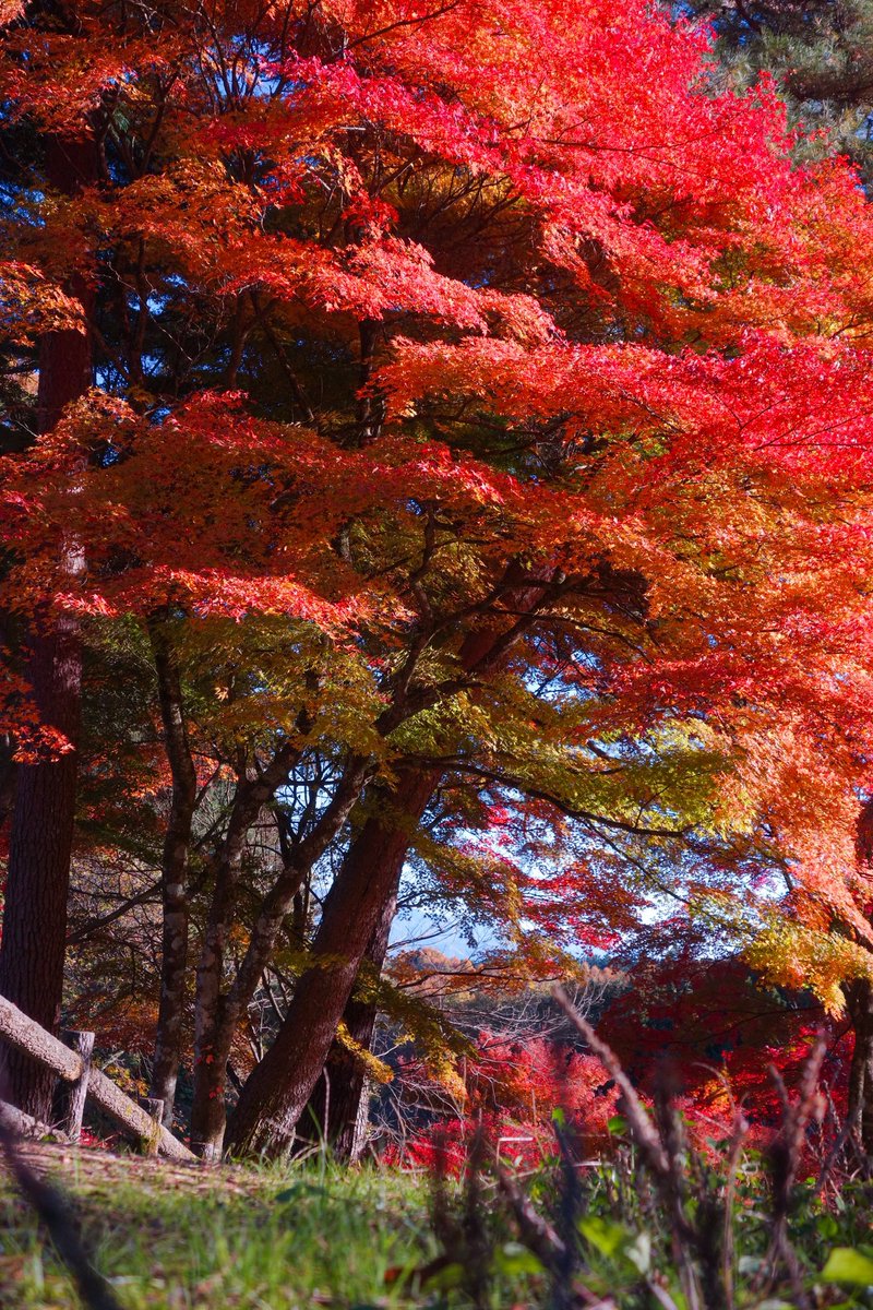 _kotaro_21's tweet photo. 紅葉をパシャリ📸🍁

📸SONY RX100 https://t.co/3cFxj9CcCk