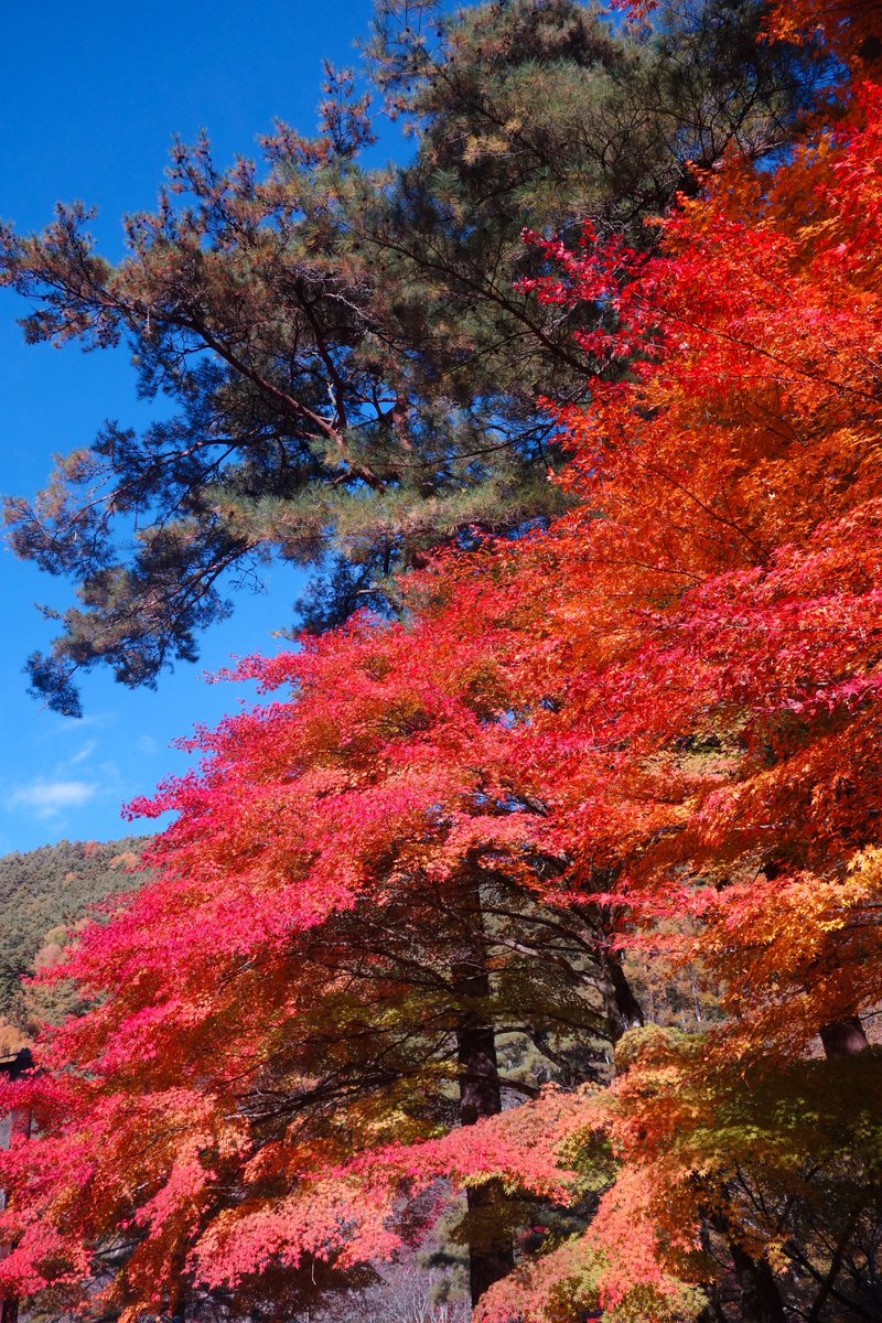 _kotaro_21's tweet photo. 紅葉をパシャリ📸🍁

📸SONY RX100 https://t.co/3cFxj9CcCk