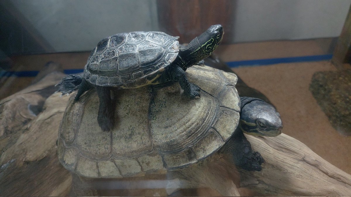 お久しぶりの正位置のかめおんかめ
#のんほいパーク