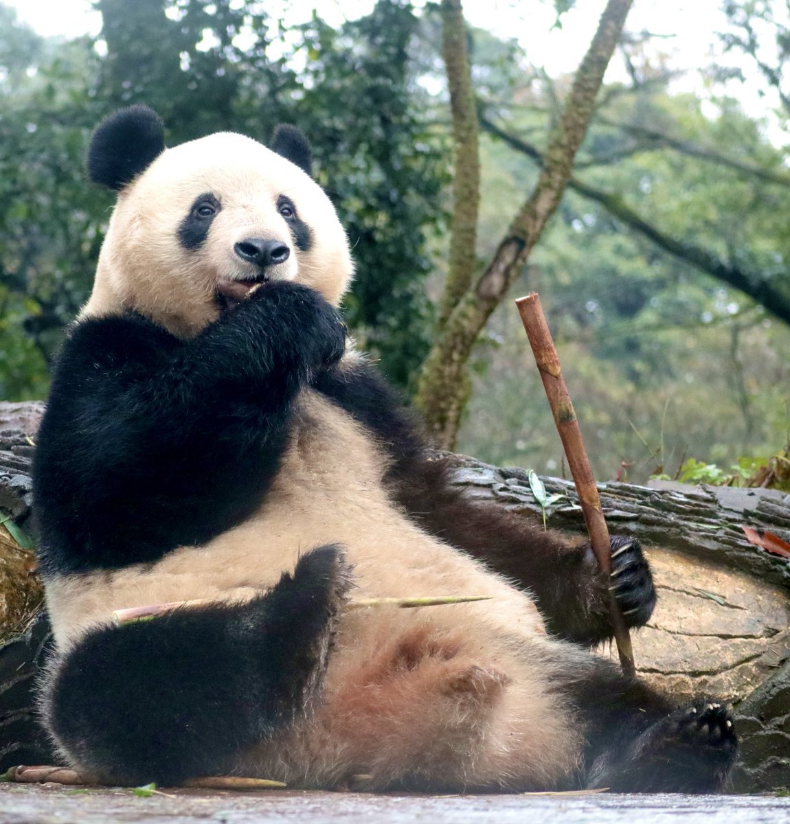 #シャンシャン
片足あがっちゃうシャン