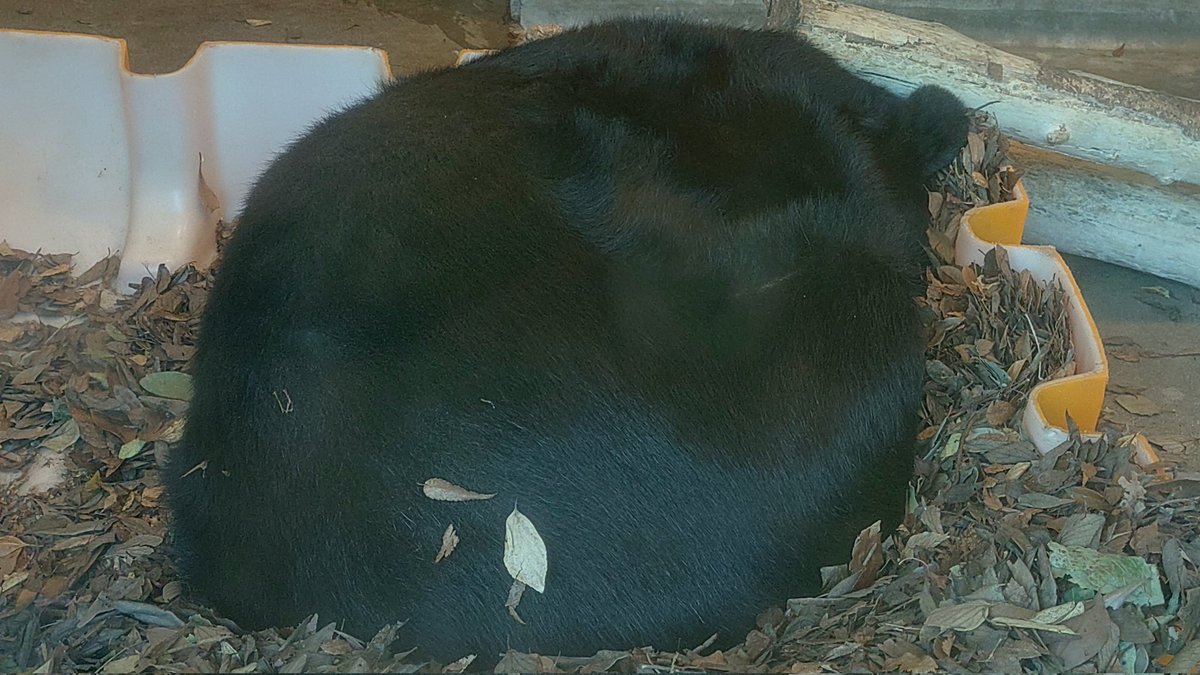 半冬眠のりこちゃん
#のんほいパーク