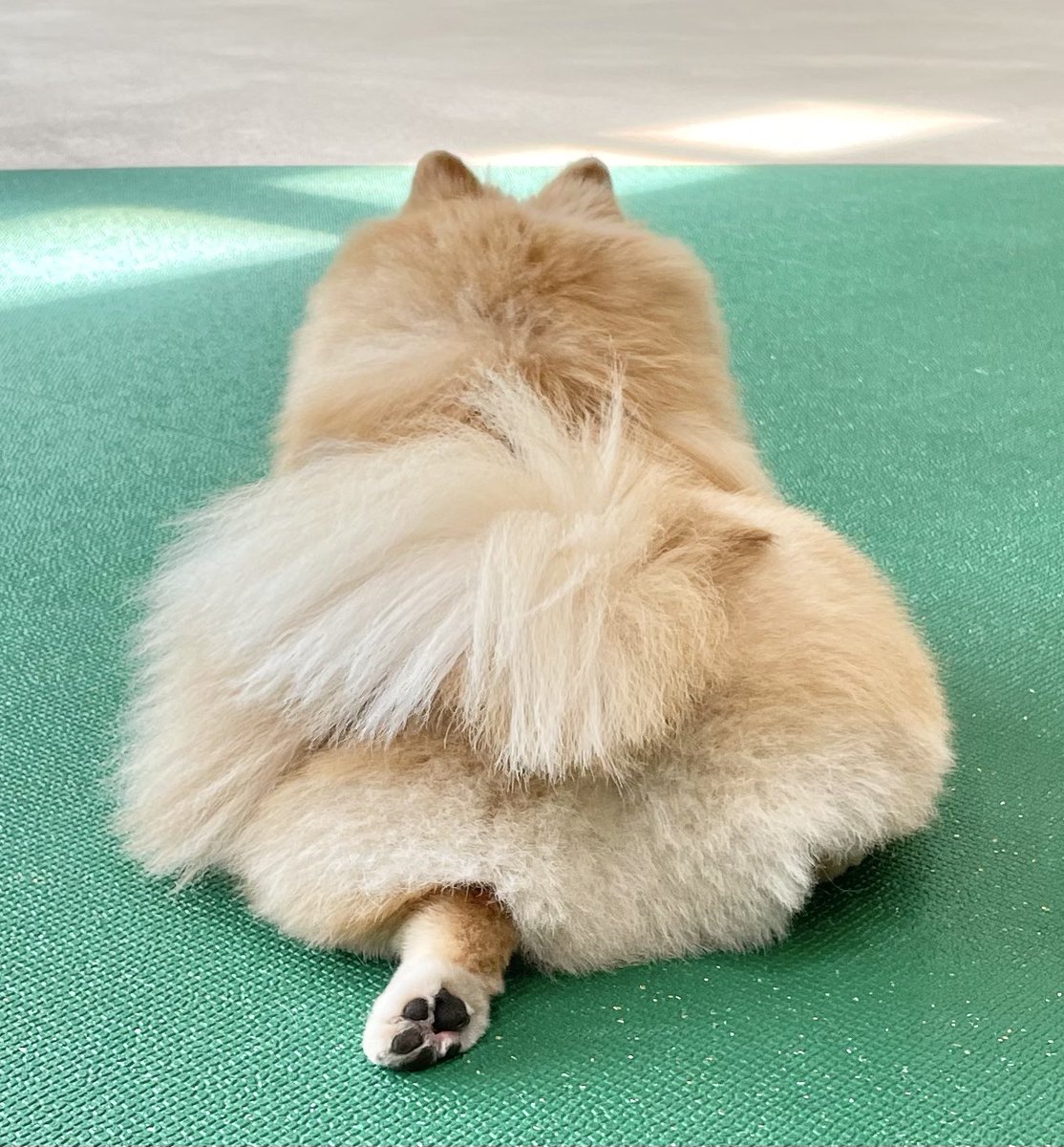 ポメのピカルディ (@pomepomePicardy) / Posts / X