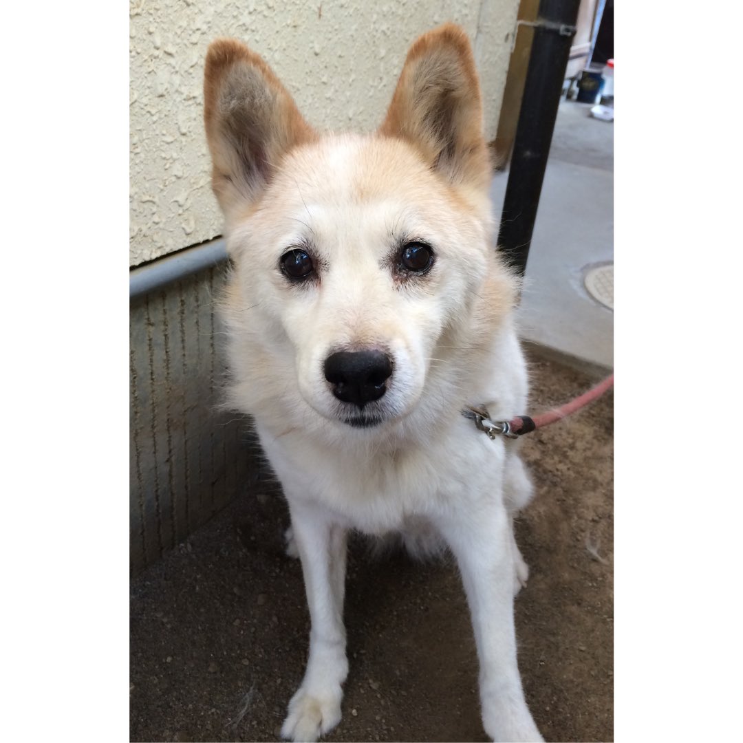 natsu_ai__'s tweet image. やっと完成しました…！
まだまだだけど、初心者の私でも形にできてほっとしてます🥹✨

よかったら遊んでみて、
「ここ好き！」「こうだったら嬉しい！」みたいな感想もらえたら泣いて喜びます🤣💓

↓昔飼ってたワンコをキャンドルにしてみました🐶