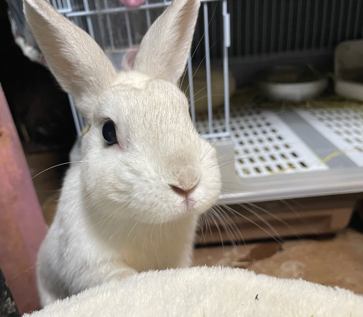 Oxql5c0's tweet image. しろんぽ🐇💨💨💨