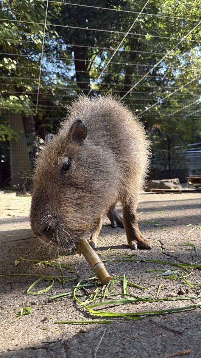 おやつとピース