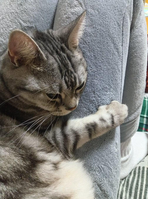 うちの猫ちゃん、のんびりしてて最高に可愛い。😻