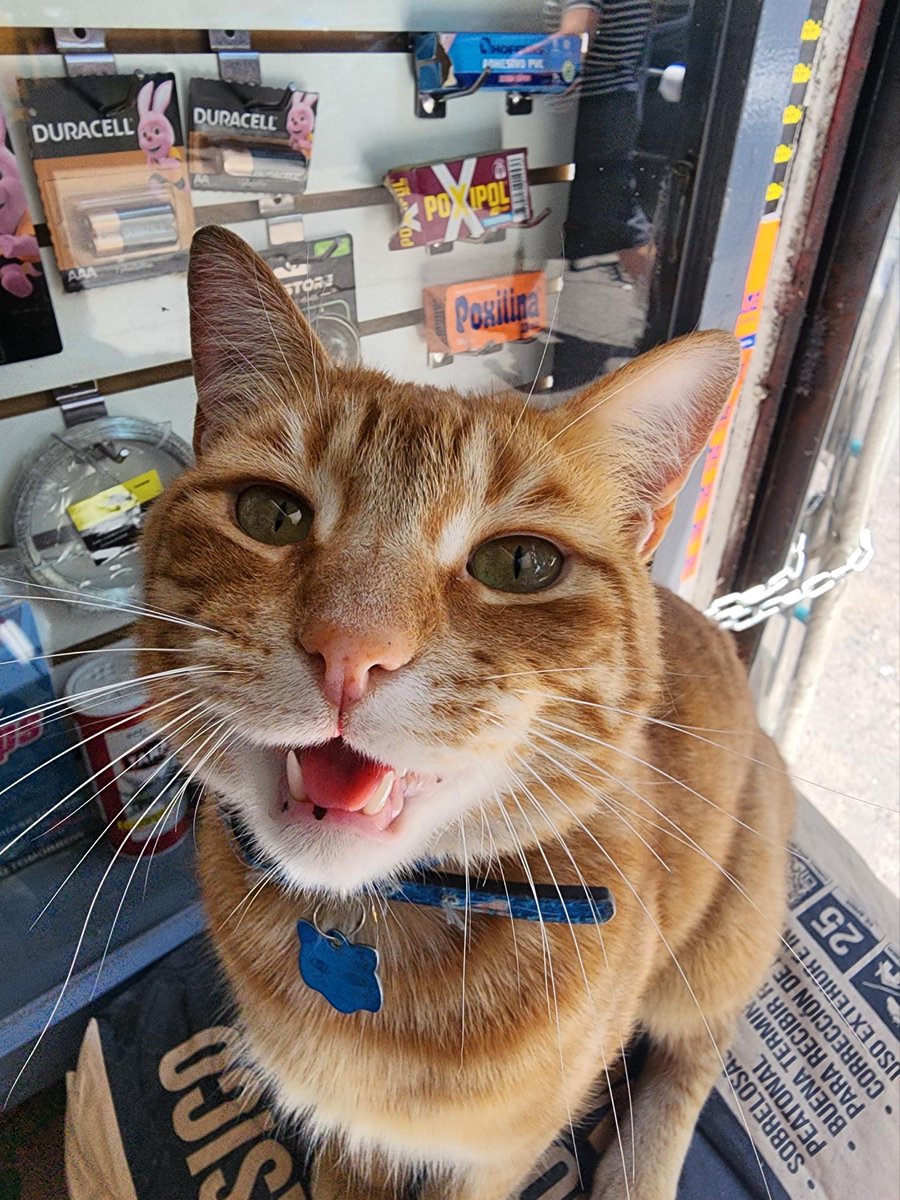 Bodegacats_'s tweet image. 