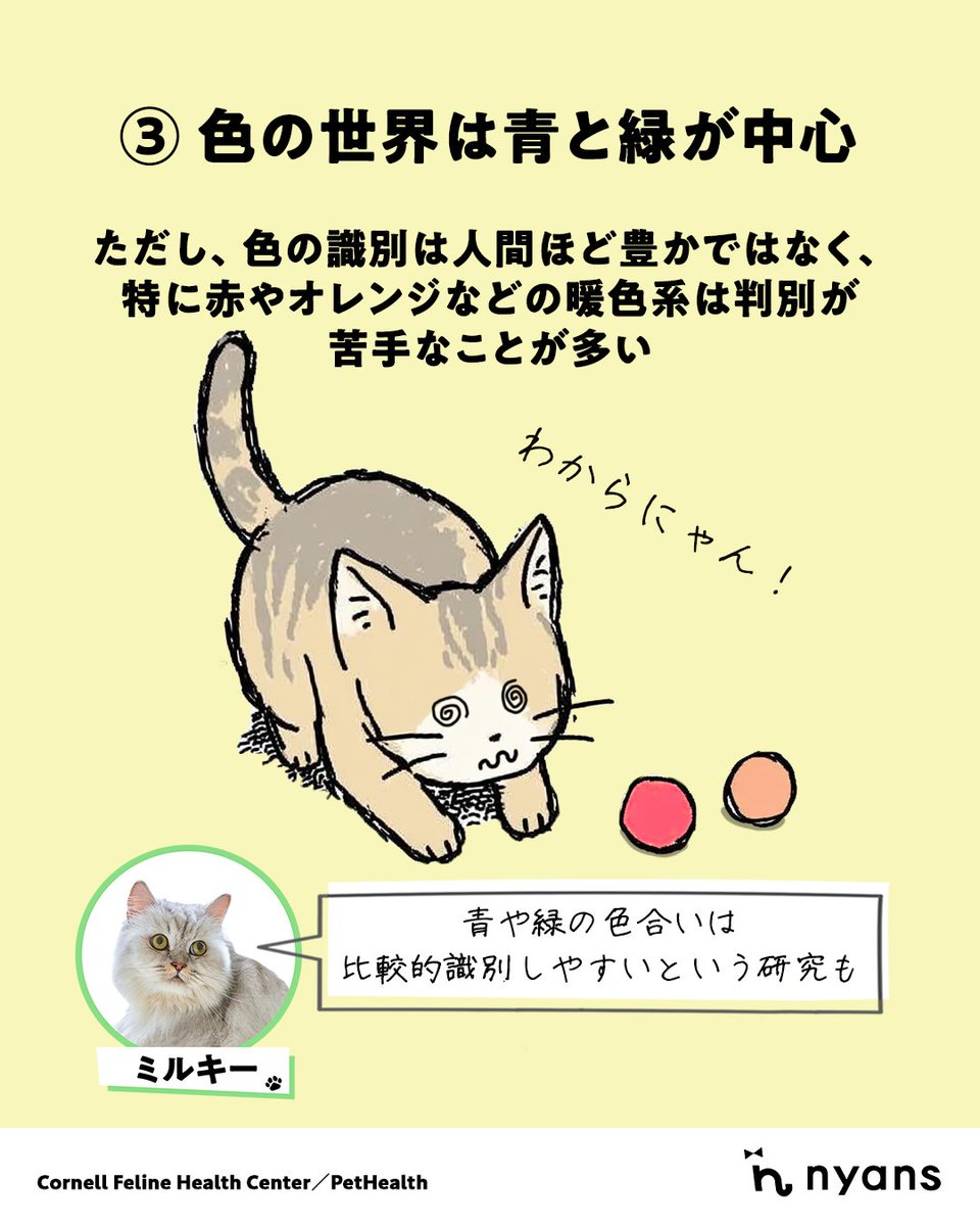 猫の豆知識シリーズ。

猫の目は暗視カメラみたい！📹

猫が見ている世界は、人とはちょっと違いますよ👀

暗いところでもスイスイ見えて、色は青と緑がとくに得意なのが猫流の視覚ニャ😺

#nyans #nyansの爪とぎ