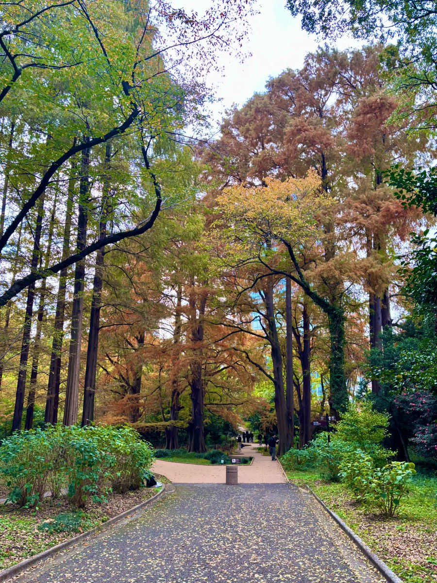 cstkhs's tweet image. 天気が良かったので新宿御苑でピクニック🧺
ようやく紅葉を見ることができた😊🍁✨
週末満喫できたしまた仕事頑張ろう✊