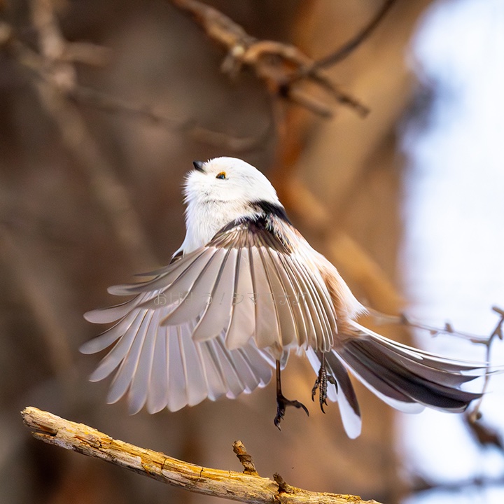 フワリと出発シマエナガです