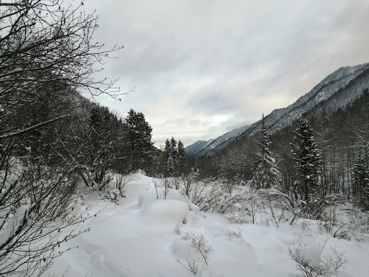 Сибири-кум (@yatsekst) on Twitter photo 