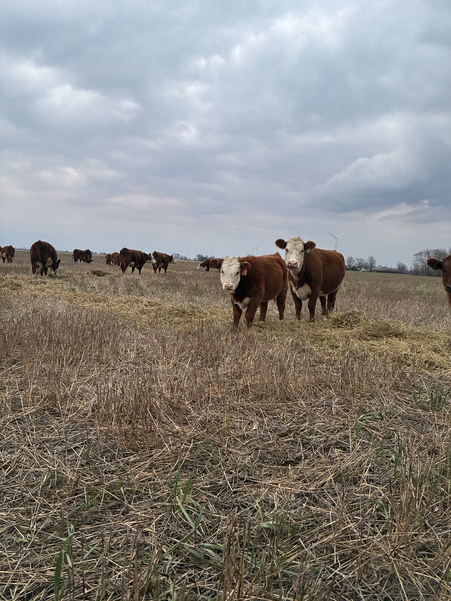 This pair has really caught my attention. This heifer calf hopefully can do as good of a job as her momma has done.