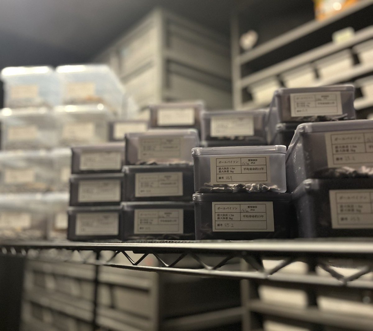 chefqanaguma's tweet image. ONE無事に終了しました。

初出店の中、購入していただいた方々
ブースにお越しいただいた皆さま、ありがとうございました。
運営並びに出店者の皆さまお疲れ様でした。
今後ともYellow Benjaminをよろしくお願いいたします。

#ONE2025
#BallPython
#ボールパイソン