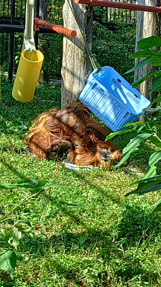 個人的にはこんな感じで暫くてねいたいようーたん
#のんほいパーク