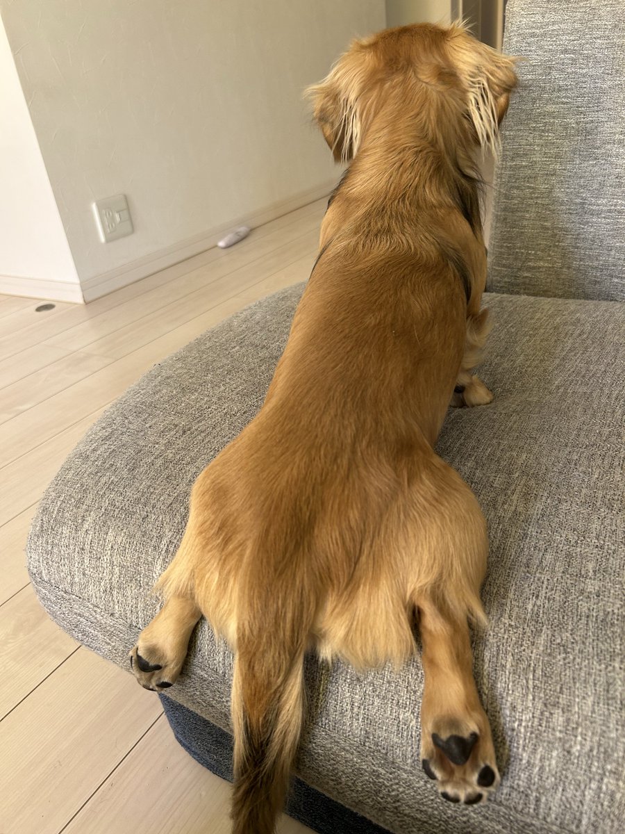 KOSEN ダックスフンド モヘア 値下げ不可 KOSEN ダックスフンド モヘア