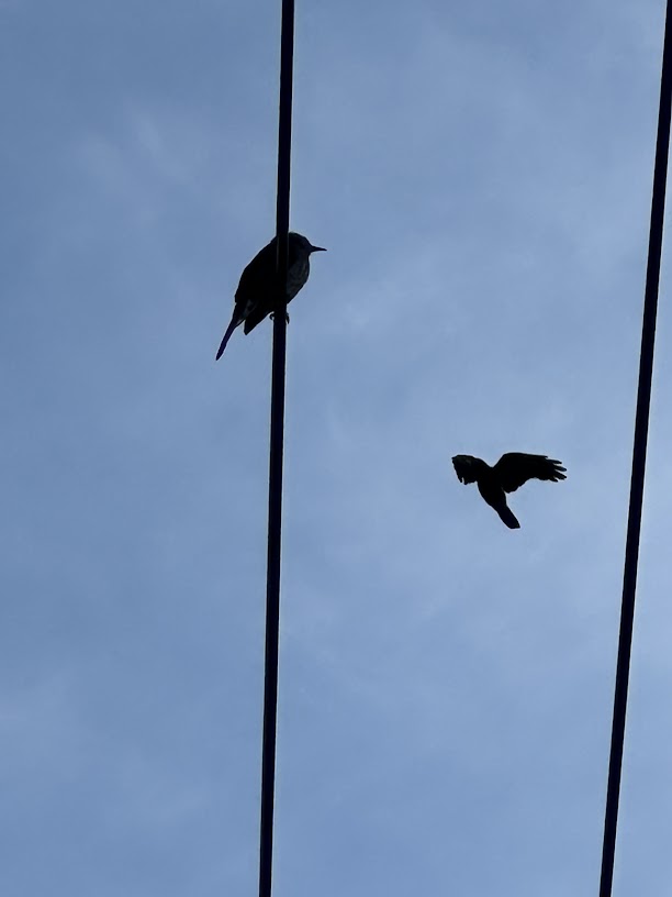 レアものって苦手な本日も営業終了の時間となりました。30万で