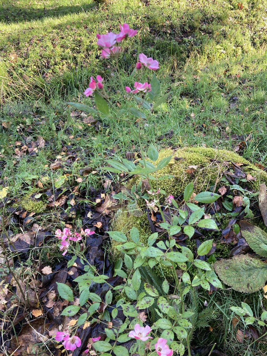 mgrmc2's tweet image. Furt kvete, dokonce víc než v létě. Asi že jsem ji zachránila z jedny zanedbaný zahrádky kde živořila v květináči. Hezký den všem.