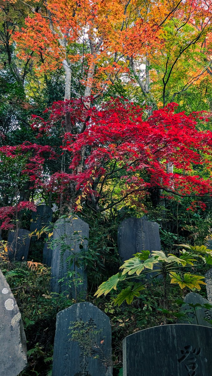 Впервые была исследована гора Такао.
Людей столько, что никаких медведей можно не бояться.